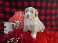 Jackson (Blue Eyes), a male Miniature Australian Shepherd for sale in Grabill, IN – Photo 1 of 10