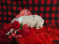 Jackson (Blue Eyes), a male Miniature Australian Shepherd for sale in Grabill, IN – Photo 8 of 10