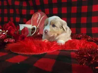 Jackson (Blue Eyes), a male Miniature Australian Shepherd for sale in Grabill, IN – Photo 9 of 10