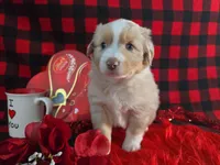 Jackson (Blue Eyes), a male Miniature Australian Shepherd for sale in Grabill, IN – Photo 2 of 10