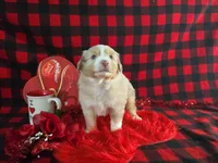 Jackson (Blue Eyes), a male Miniature Australian Shepherd for sale in Grabill, IN – Photo 3 of 10