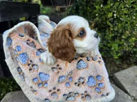 Tanner AKC, a male Cavalier King Charles Spaniel for sale in Grabill, IN – 5 of 8