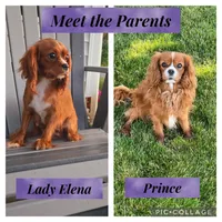 Teddy AKC, a male Cavalier King Charles Spaniel for sale in Grabill, IN – 9 of 9