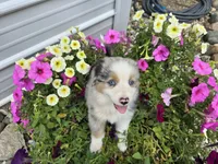 Jackson, a male Miniature Australian Shepherd for sale in Grabill, IN – Photo 2 of 4