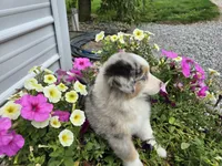 Jackson, a male Miniature Australian Shepherd for sale in Grabill, IN – Photo 4 of 4