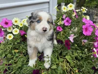Jackson, a male Miniature Australian Shepherd for sale in Grabill, IN – Photo 3 of 4