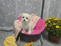 Cece, a female Maltipoo for sale in Grabill, IN – 1 of 5