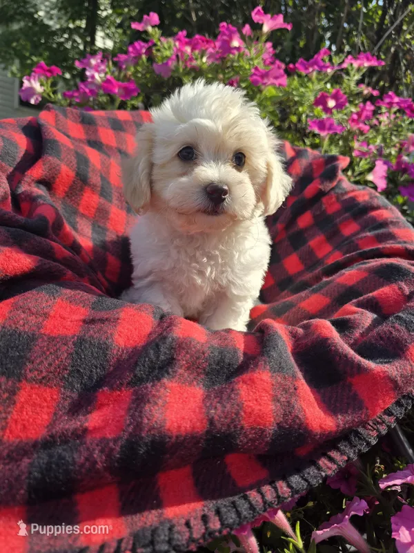 Cody  – Maltipoo puppy for sale in Grabill, IN