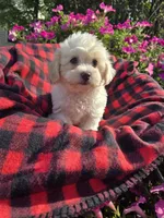 Cody , a male Maltipoo for sale in Grabill, IN – 1 of 6