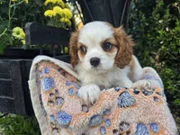 Tanner AKC, a male Cavalier King Charles Spaniel for sale in Grabill, IN – 3 of 8