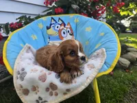 Theo , a male Cavalier King Charles Spaniel for sale in Grabill, IN – 8 of 8