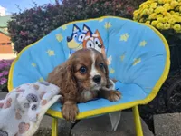 Theo , a male Cavalier King Charles Spaniel for sale in Grabill, IN – 2 of 8