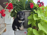 Jenna, a female Miniature Australian Shepherd for sale in Grabill, IN – Photo 4 of 4