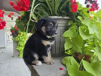 Jenna, a female Miniature Australian Shepherd for sale in Grabill, IN – Photo 2 of 4
