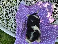 Dana(AKC -Genectic Clear, a female Cavalier King Charles Spaniel for sale in Grabill, IN – Photo 4 of 10