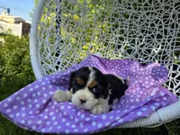 Dana(AKC -Genectic Clear, a female Cavalier King Charles Spaniel for sale in Grabill, IN – Photo 8 of 10