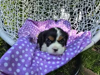 Dana(AKC -Genectic Clear, a female Cavalier King Charles Spaniel for sale in Grabill, IN – Photo 3 of 10