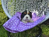 Dana(AKC -Genectic Clear, a female Cavalier King Charles Spaniel for sale in Grabill, IN – Photo 6 of 10