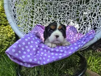 Dana(AKC -Genectic Clear, a female Cavalier King Charles Spaniel for sale in Grabill, IN – Photo 9 of 10