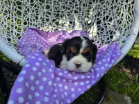 Dana(AKC -Genectic Clear, a female Cavalier King Charles Spaniel for sale in Grabill, IN – Photo 7 of 10