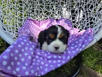 Dana(AKC -Genectic Clear, a female Cavalier King Charles Spaniel for sale in Grabill, IN – Photo 5 of 10