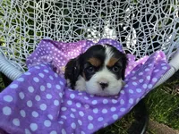 Dana(AKC -Genectic Clear, a female Cavalier King Charles Spaniel for sale in Grabill, IN – Photo 10 of 10