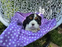 Dana(AKC -Genectic Clear, a female Cavalier King Charles Spaniel for sale in Grabill, IN – Photo 1 of 10