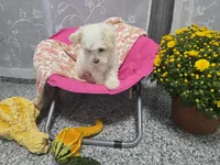Cece, a female Maltipoo for sale in Grabill, IN – 4 of 5