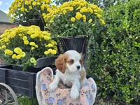 Tanner AKC, a male Cavalier King Charles Spaniel for sale in Grabill, IN – 6 of 8