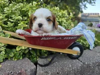 Teddy AKC, a male Cavalier King Charles Spaniel for sale in Grabill, IN – 8 of 9