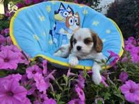 Tanner, a male Cavalier King Charles Spaniel for sale in Grabill, IN – 4 of 6