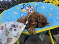 Theo , a male Cavalier King Charles Spaniel for sale in Grabill, IN – 6 of 8