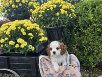 Tanner AKC, a male Cavalier King Charles Spaniel for sale in Grabill, IN – 2 of 8