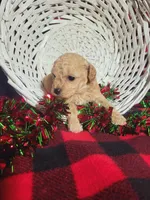 Cayden (AKC)Toy Vet Cleared, a male Poodle - Toy  for sale in Grabill, IN – Photo 6 of 6