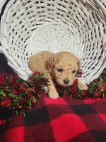 Cayden (AKC)Toy Vet Cleared, a male Poodle - Toy  for sale in Grabill, IN – Photo 1 of 6