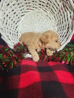 Cayden (AKC)Toy Vet Cleared, a male Poodle - Toy  for sale in Grabill, IN – Photo 4 of 6