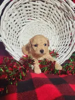 Cayden (AKC)Toy Vet Cleared, a male Poodle - Toy  for sale in Grabill, IN – Photo 5 of 6