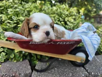 Teddy AKC, a male Cavalier King Charles Spaniel for sale in Grabill, IN – 3 of 9