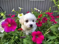Cara, a female Maltipoo for sale in Grabill, IN – Photo 2 of 7