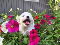 Cara, a female Maltipoo for sale in Grabill, IN – Photo 5 of 7