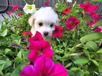 Cara, a female Maltipoo for sale in Grabill, IN – Photo 3 of 7