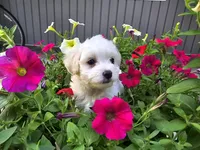 Cara, a female Maltipoo for sale in Grabill, IN – Photo 1 of 7