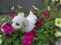 Cara, a female Maltipoo for sale in Grabill, IN – Photo 7 of 7