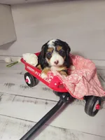 Tommy, a male Poodle - Miniature  and Toy Australian Shepherd for sale in Grabill, IN – Photo 5 of 7