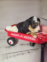 Tommy, a male Poodle - Miniature  and Toy Australian Shepherd for sale in Grabill, IN – Photo 4 of 7