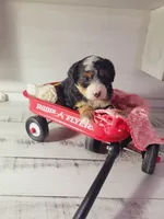Tommy, a male Poodle - Miniature  and Toy Australian Shepherd for sale in Grabill, IN – Photo 6 of 7
