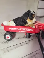 Tommy, a male Poodle - Miniature  and Toy Australian Shepherd for sale in Grabill, IN – Photo 3 of 7