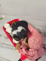 Tommy, a male Poodle - Miniature  and Toy Australian Shepherd for sale in Grabill, IN – Photo 2 of 7