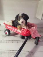 Tommy, a male Poodle - Miniature  and Toy Australian Shepherd for sale in Grabill, IN – Photo 7 of 7