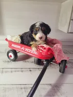 Tommy, a male Poodle - Miniature  and Toy Australian Shepherd for sale in Grabill, IN – Photo 1 of 7